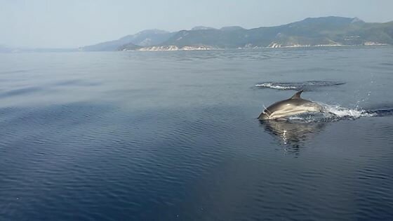 Επιστολή προς τους Βουλευτές για τον Κορινθιακό Κόλπο